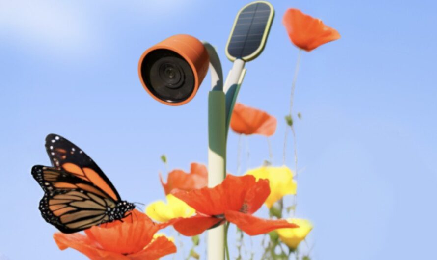 Bird Buddy’s new camera tracks plants and insects in your garden
